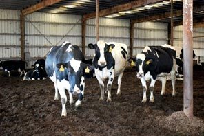 Cows kept at the Qualco plant are managed by the nearby Werkhoven Dairy, which also supplies manure from its barns.